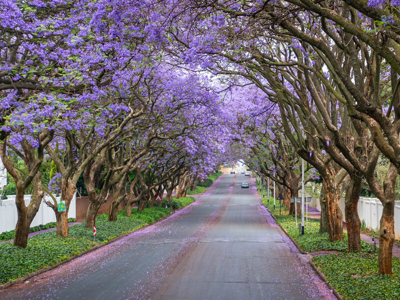 Görkemli Güney Afrika ve Safari 7 Gece - THY ile 23 Mayıs (Kurban Bayramı Özel) (CPT - JNB) AT1123 - Görsel 4
