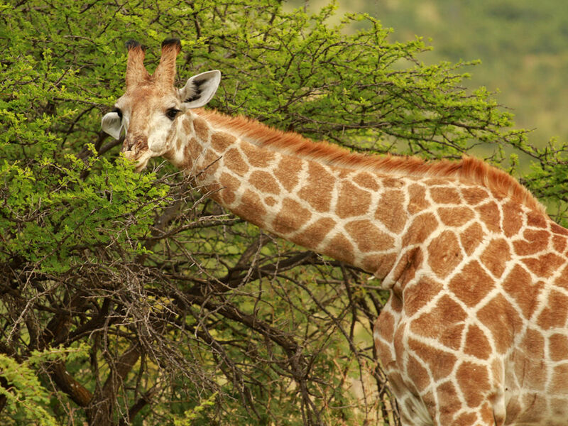 Görkemli Güney Afrika ve Safari 7 Gece - THY ile 19 Mart (Ramazan Bayramı Özel) (CPT - JNB) AT1122 - Görsel 4